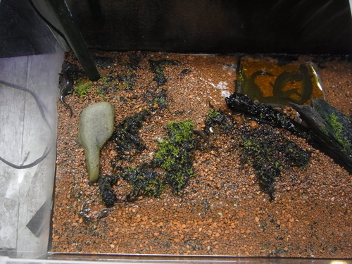トウキョウサンショウウオ 飼育展示2年目 手賀沼親水広場ニュース トウキョウサンショウウオ 飼育展示2年目 手賀沼親水広場ニュース