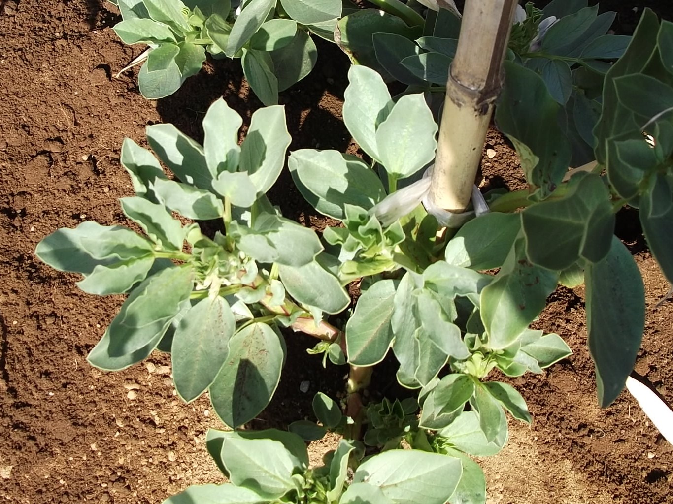 そらまめに花が 防虫対策はみかんの皮 家庭菜園日記 すろーらいふ 茅ケ崎のはまちゃん 野菜つくり そらまめに花が 防虫対策はみかんの皮 家庭菜園日記 すろーらいふ 茅ケ崎のはまちゃん 野菜つくり