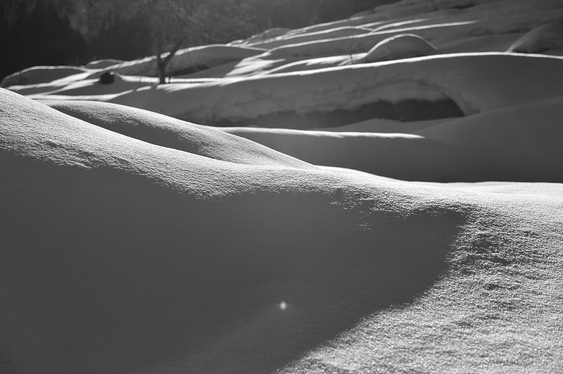冬の光２　by Nikon Df ニッコールレンズキャンペーンツアー_f0050534_08194604.jpg