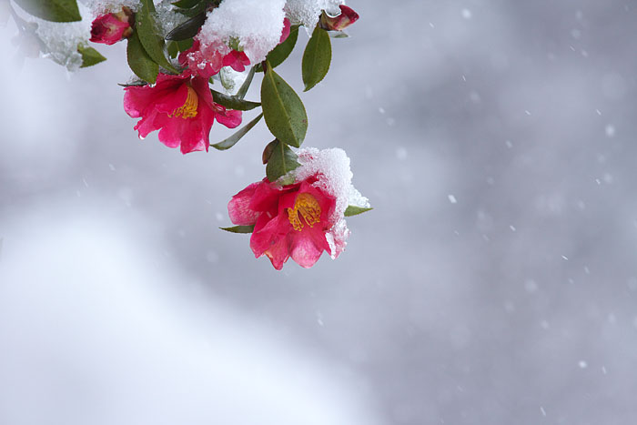 雪山茶花、ふたたび_c0067040_22424937.jpg