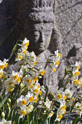 般若寺のスイセン　花盛り_a0100742_933414.jpg