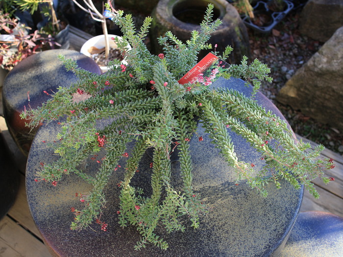 グレビレア ラニゲラ Grevillea 'Lanigera' 販売 画像 写真 価格 グレビレア ラニゲラ Grevillea 'Lanigera' 販売 画像 写真 価格