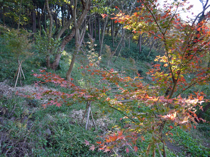 六国見山に通算５回目の植樹（エゴノキとイロハモミジ）1・29_c0014967_864750.jpg