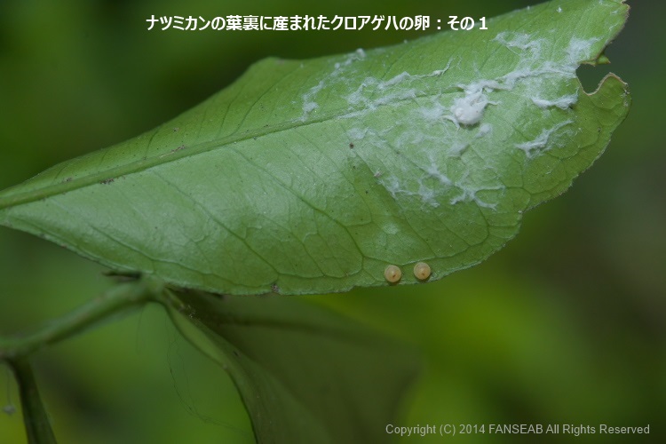 クロアゲハの飼育メモ 探蝶逍遥記