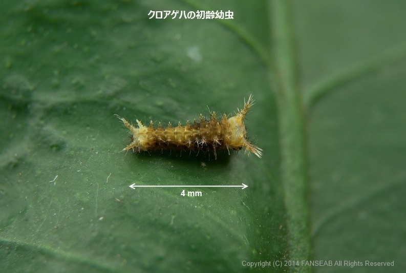 クロアゲハの飼育メモ 探蝶逍遥記