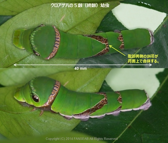 クロアゲハの飼育メモ 探蝶逍遥記