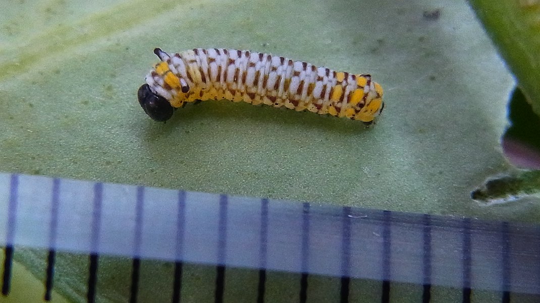 a0152692_1874071.jpg