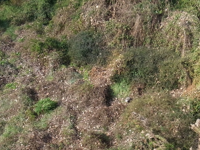 c0049299_2383356.jpg