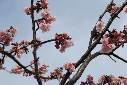 熱海は桜の季節です_f0101201_20512987.jpg