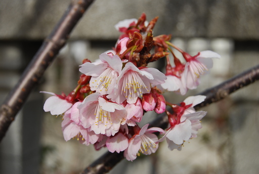 熱海は桜の季節です_f0101201_20522816.jpg