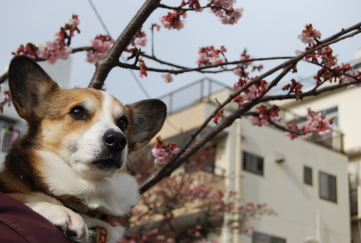 熱海は桜の季節です_f0101201_205243.jpg