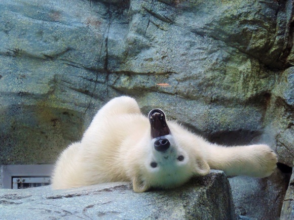 さぁて、これからどうする… ｜ ホッキョクグマ 釧路市動物園_e0319302_1944910.jpg