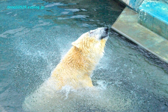 さぁて、これからどうする… ｜ ホッキョクグマ 釧路市動物園_e0319302_19455889.jpg