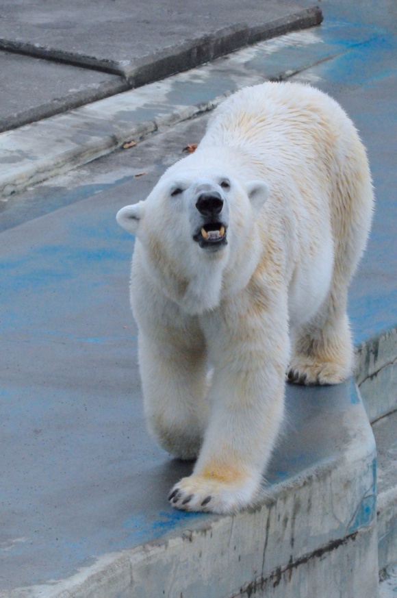 さぁて、これからどうする… ｜ ホッキョクグマ 釧路市動物園_e0319302_19462723.jpg