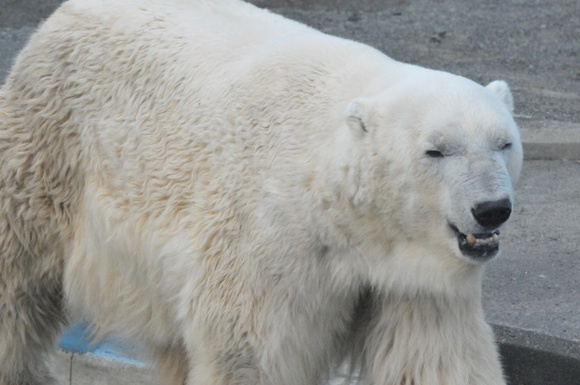 さぁて、これからどうする… ｜ ホッキョクグマ 釧路市動物園_e0319302_19465860.jpg