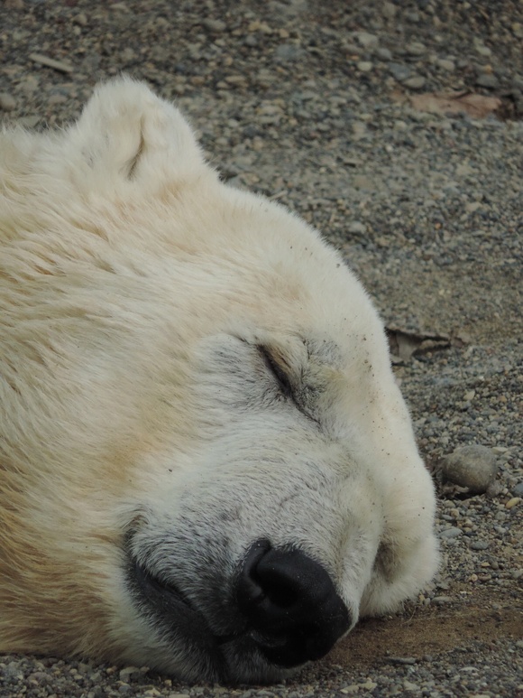 さぁて、これからどうする… ｜ ホッキョクグマ 釧路市動物園_e0319302_19472752.jpg