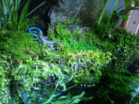 300 300 450moss ウィローモス 水槽 22日目 Aqua Suzuki アクア スズキ ネイチャーアクアリウム ネイチャーテラリウム 水草 熱帯魚 水景 水槽 300 300 450moss ウィローモス 水槽 22日目 Aqua Suzuki アクア スズキ ネイチャーアクアリウム ネイチャーテラリウム 水草 熱帯魚 水景 水槽