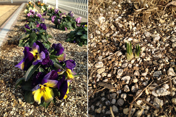 芝生に冬雑草が想像以上に繁殖してた_a0000006_15104016.jpg