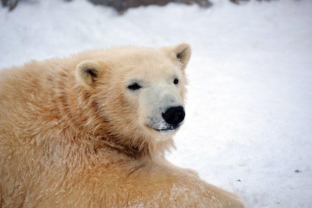札幌・円山動物園のマルルとポロロが移動先で2年間限定預託であることの意味は何か?~ その後を予想する_a0151913_4271580.jpg