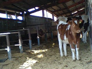 b0000121_804610.jpg
