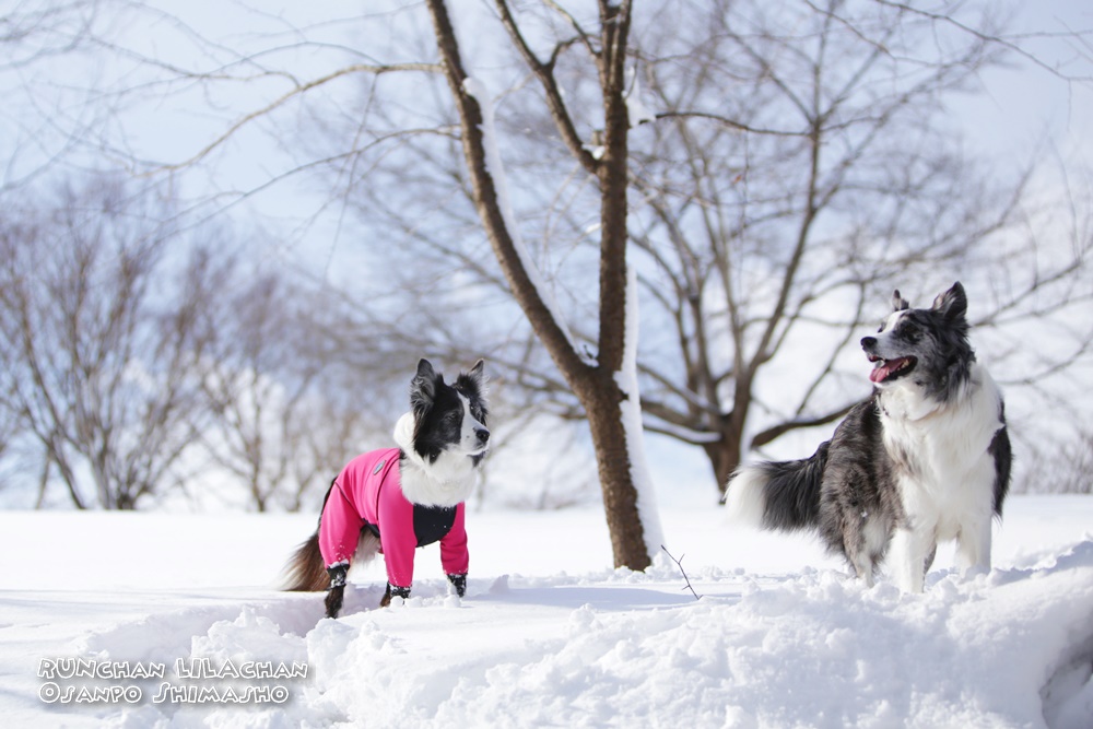 　新雪を踏み分けて～♪_b0192121_1553523.jpg