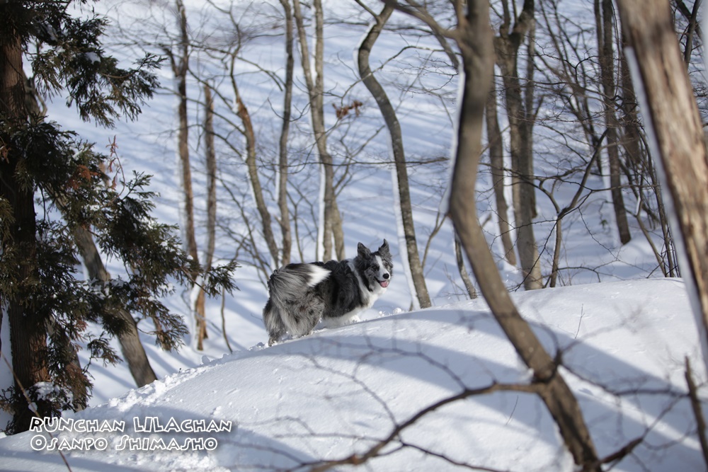 　新雪を踏み分けて～♪_b0192121_156953.jpg