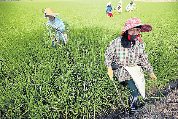 タイの農民にコメ代金が入ってこない！（その２）_d0159325_23231691.jpg