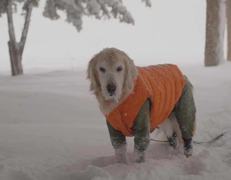 吹雪***_f0227228_057219.jpg
