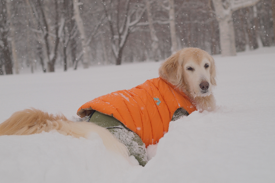 吹雪***_f0227228_1112756.jpg