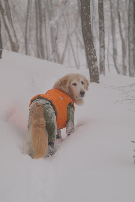 吹雪***_f0227228_1164285.jpg