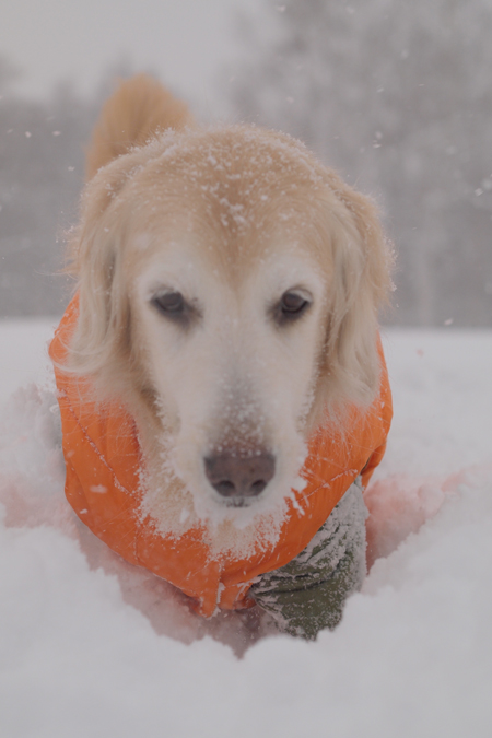吹雪***_f0227228_121481.jpg