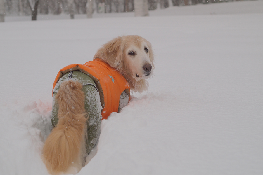 吹雪***_f0227228_15447.jpg