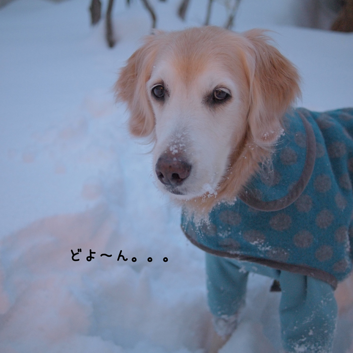無理しない子 ^^_f0227228_240637.jpg