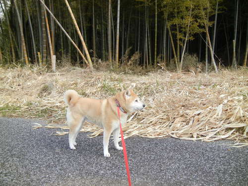 ’14,2,1(土)田舎道とバンザイこころちゃん!_f0060461_14134933.jpg
