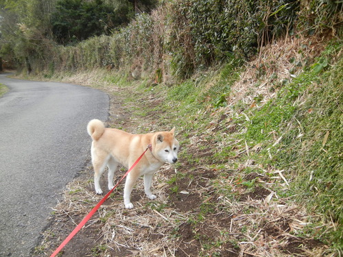 ’14,2,1(土)田舎道とバンザイこころちゃん!_f0060461_14161553.jpg