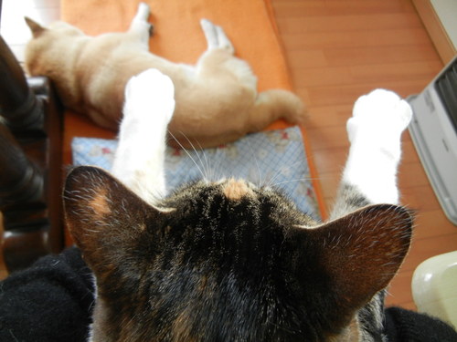 ’14,2,1(土)田舎道とバンザイこころちゃん!_f0060461_142534.jpg