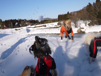 カニ旅行 in 自給自足_a0119263_15594152.jpg