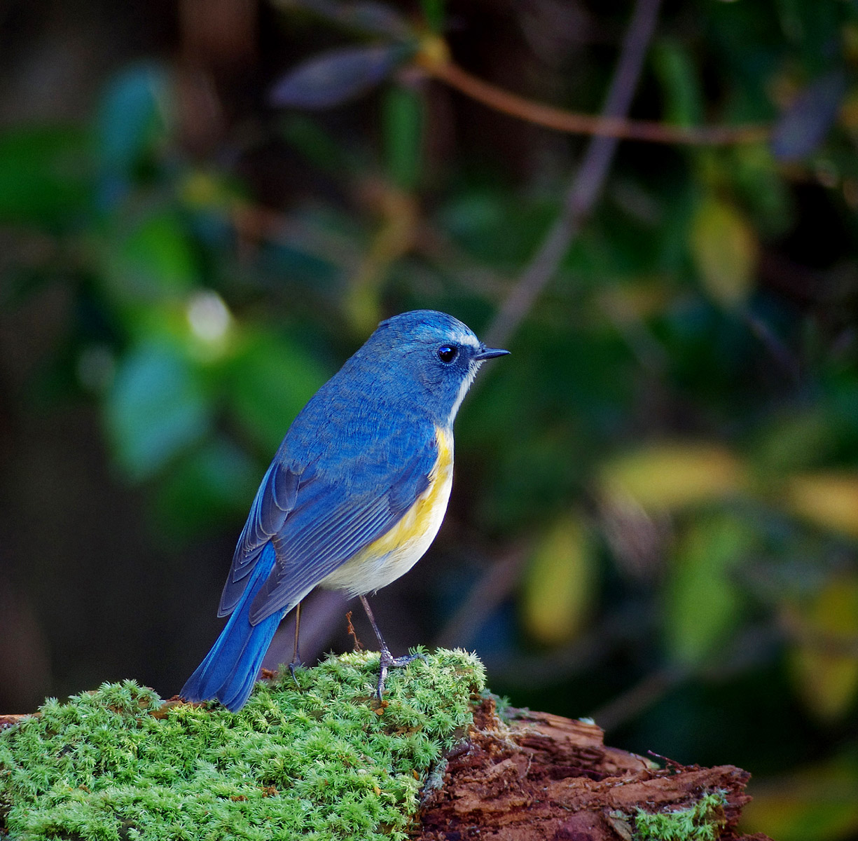 幸せの青い鳥 ぶらり自然散歩 幸せの青い鳥 ぶらり自然散歩