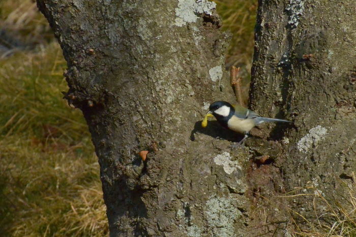 千光寺公園の野鳥たち_a0041073_1721051.jpg