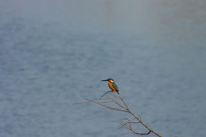 千光寺公園の野鳥たち_a0041073_17255125.jpg