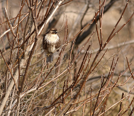 ノスリ　Common Buzzard_b0227680_21141790.jpg