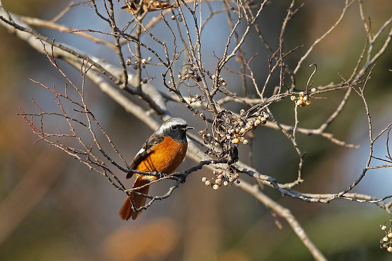 ジョウビタキの採餌 武蔵野の野鳥 ジョウビタキの採餌 武蔵野の野鳥