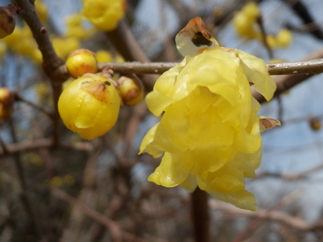 梅は咲いたか？桜は未だかいな？_c0062511_2262042.jpg