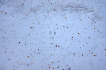 f0232920_16272460.gif