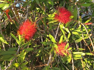 Pflanzen in Lesbos （初秋のレスボス島にて撮影）_f0224632_611952.jpg