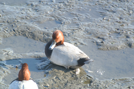 谷津干潟のホシハジロ Common pochard_f0206939_17141851.jpg