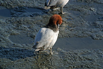 谷津干潟のホシハジロ Common pochard_f0206939_17145477.jpg