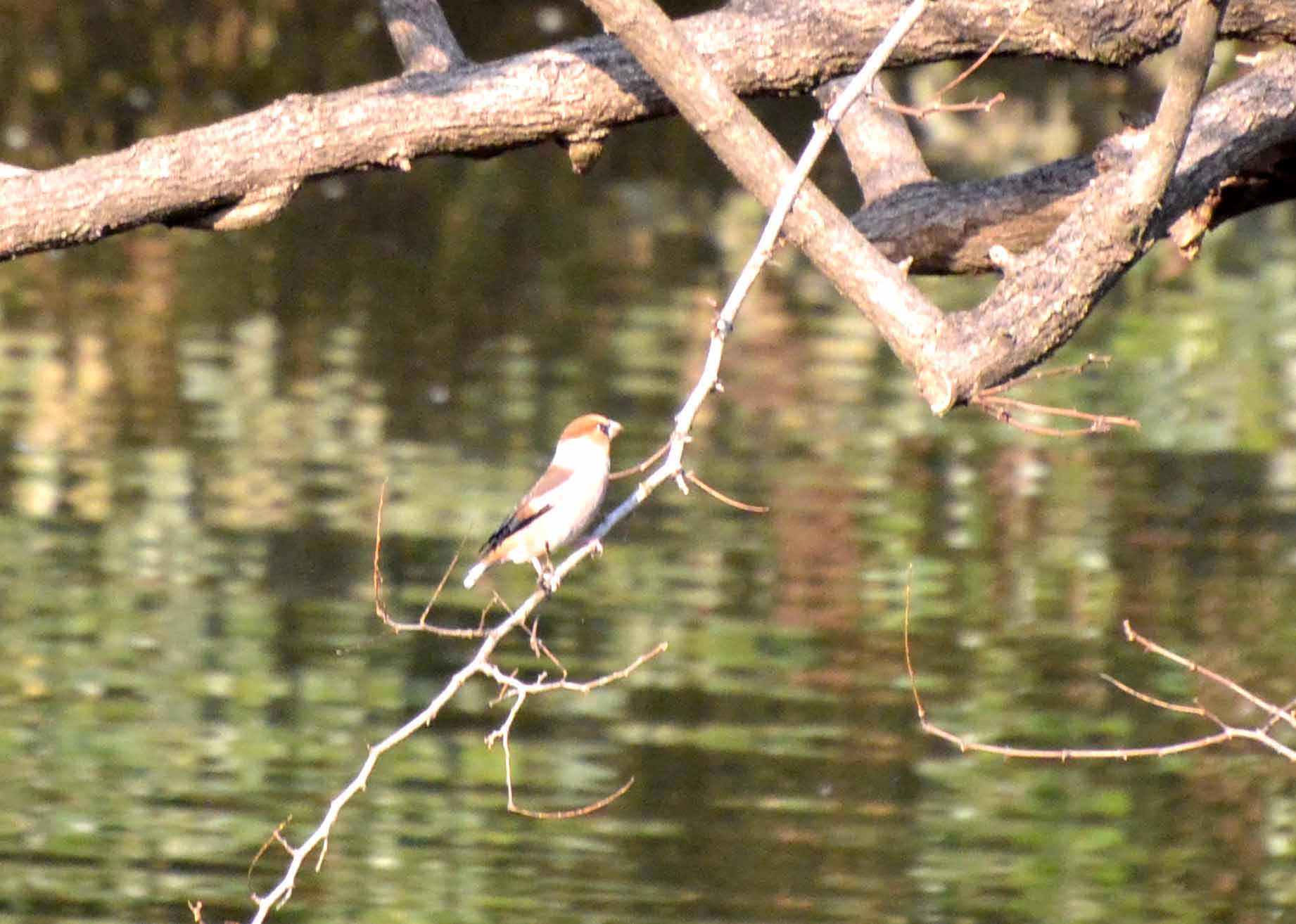 代々木公園の2014.２月散歩_b0208457_1285668.jpg