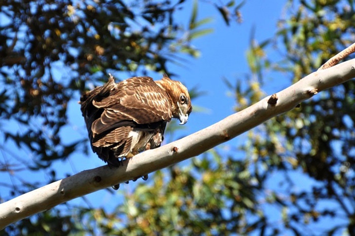 Red-tailed Hawk_a0126969_632345.jpg