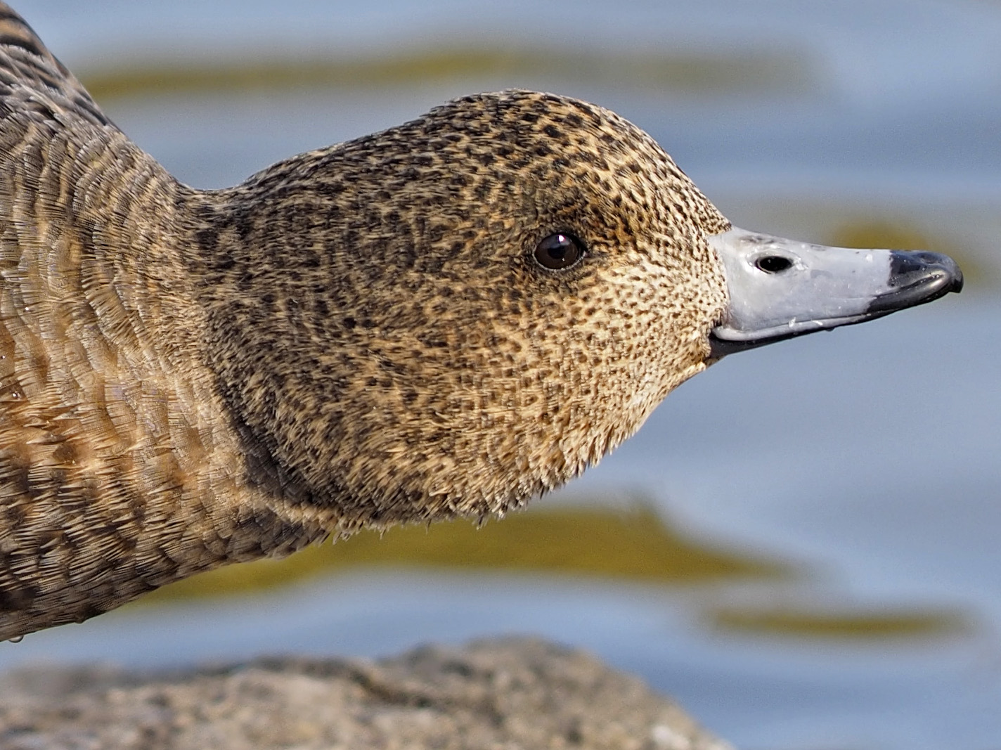 E-M1+ED300で撮る昆陽池の野鳥たち_a0110584_08290606.jpg